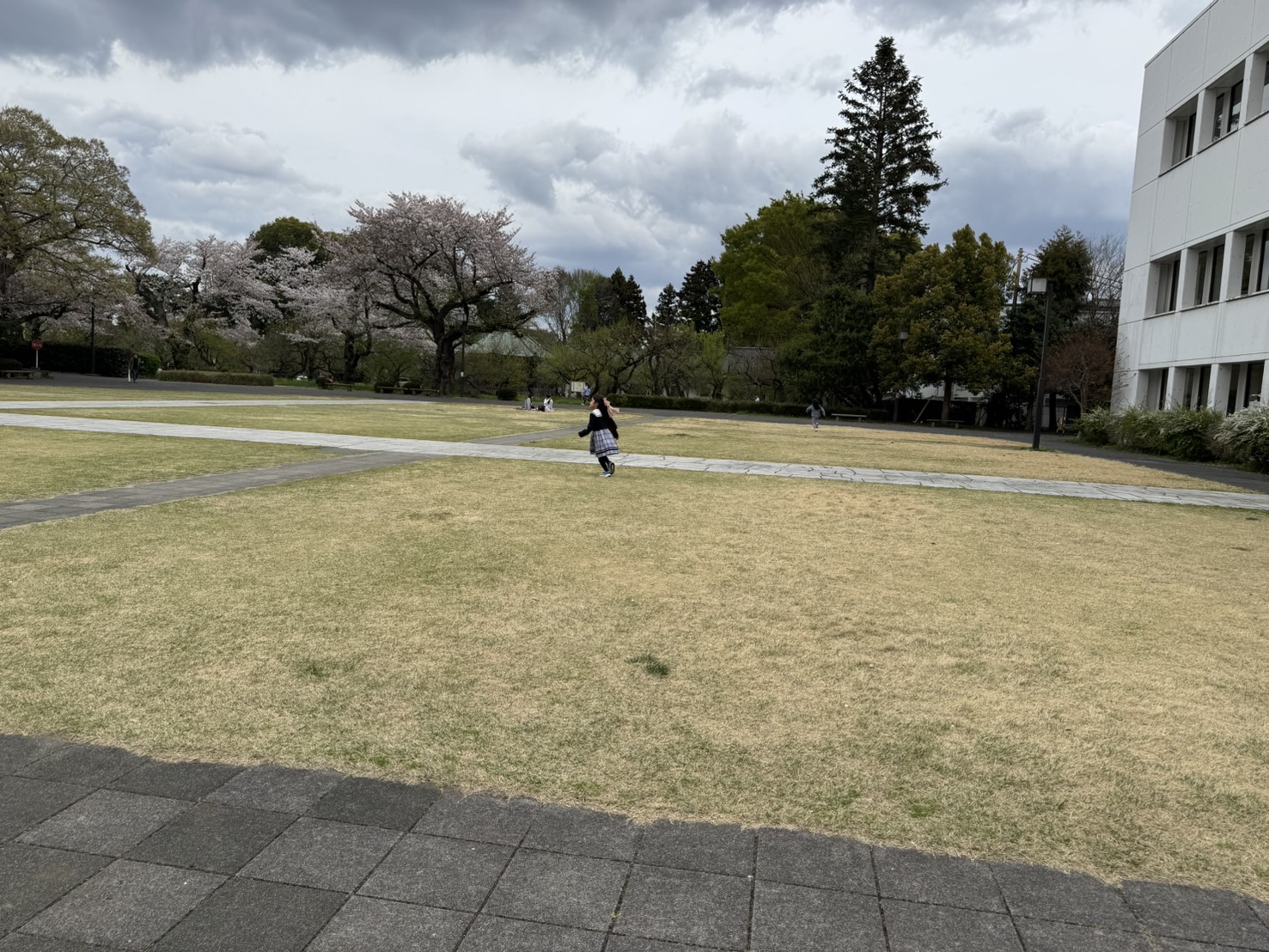 三の丸庁舎の桜と活動の様子